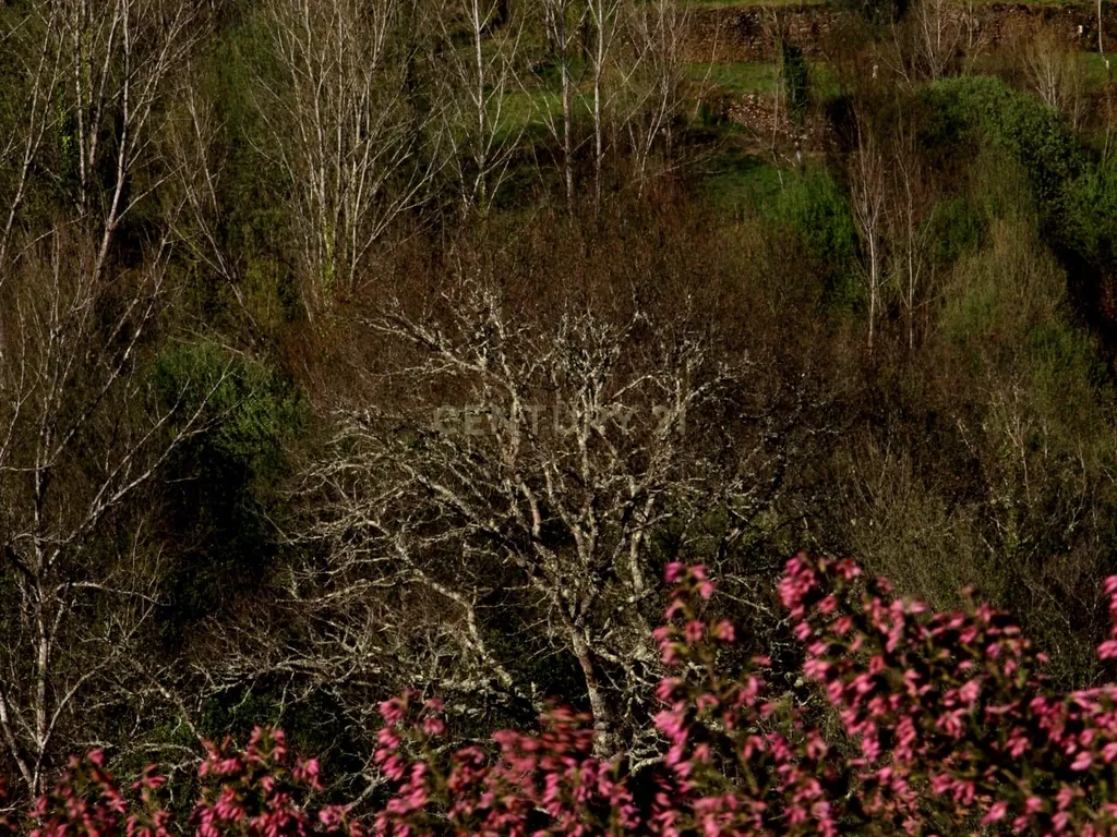 Charmosa Quinta em Castelo de Paiva - Image 15